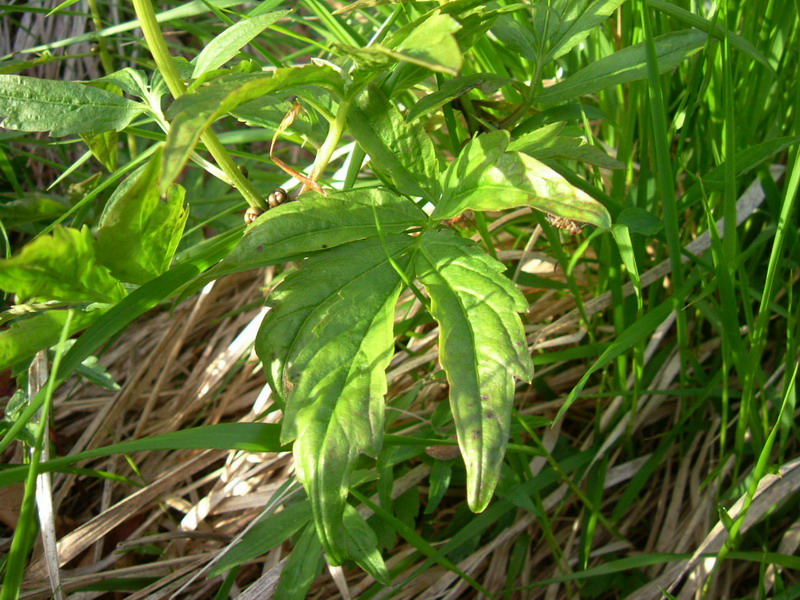 Cardamine bulbifera / Dentaria minore